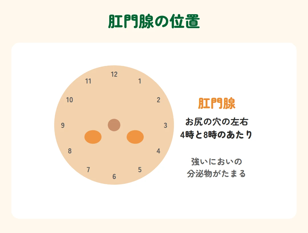 肛門腺はお尻の穴の左右、時計の4時と8時のあたりにある