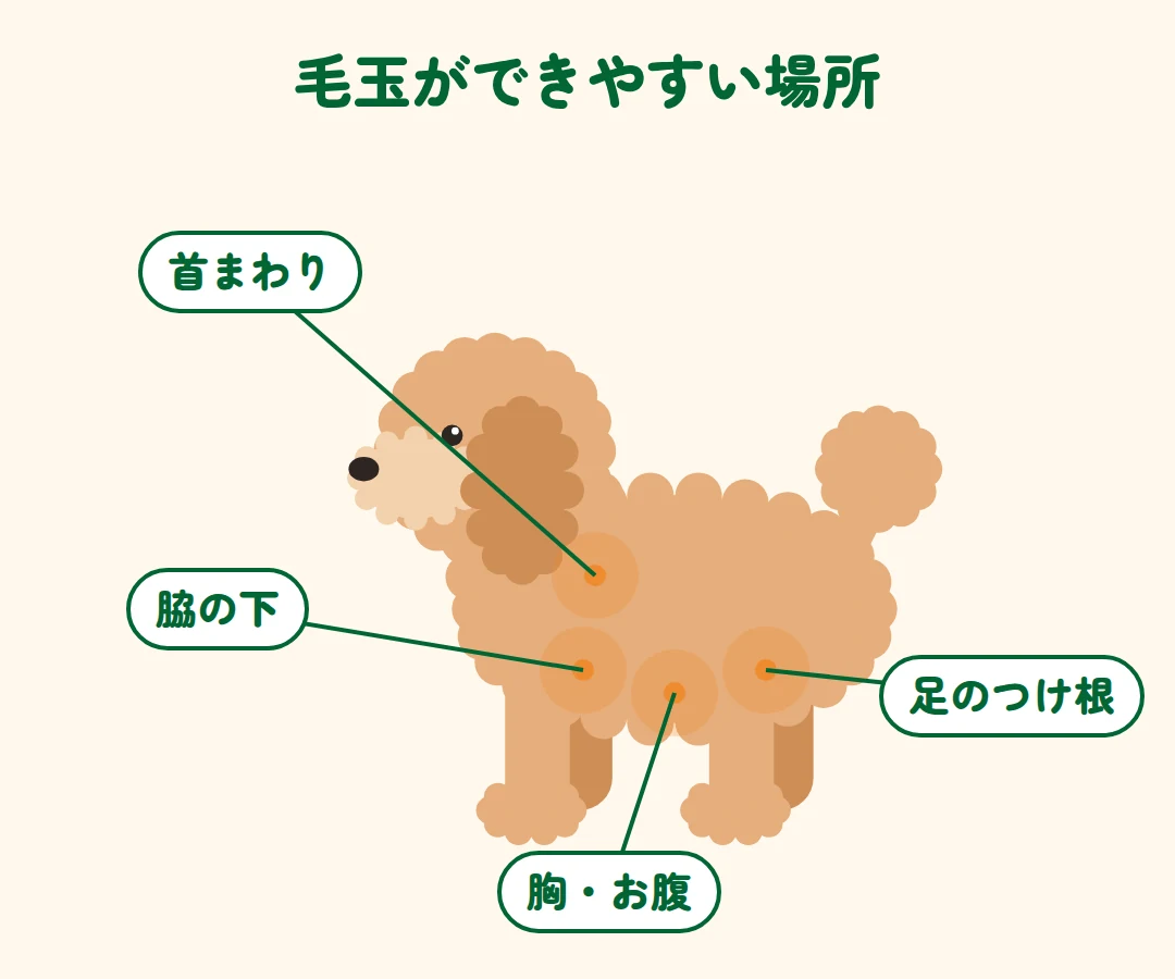 首まわり、脇の下、胸・お腹、足のつけ根