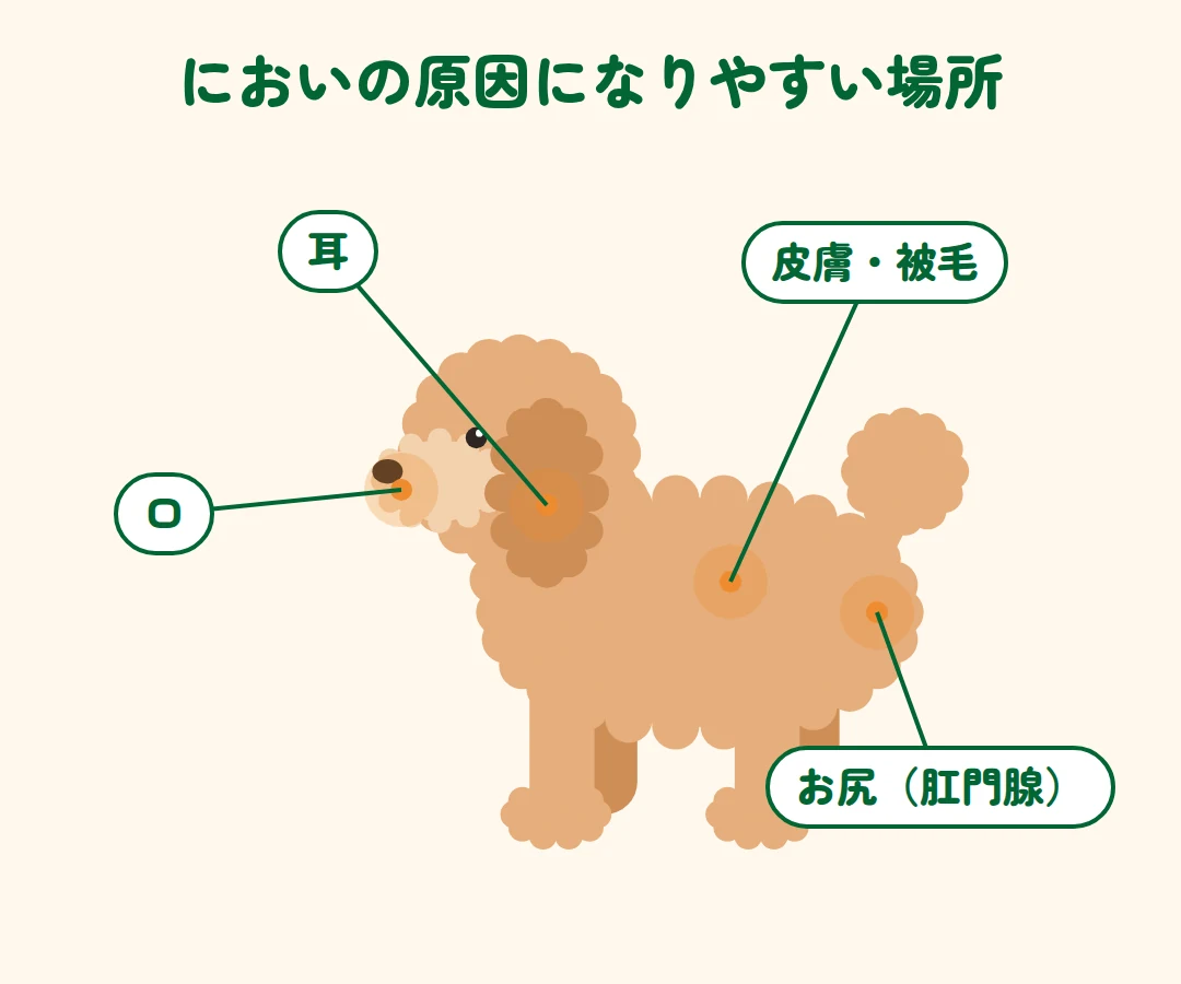犬のにおいの原因になりやすい場所：耳、口、皮膚・被毛、お尻（肛門腺）