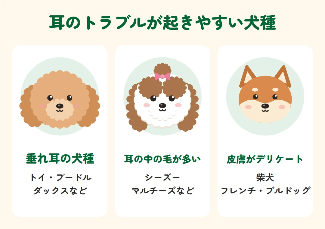 垂れ耳の犬種、耳の中の毛が多い犬種、皮膚がデリケートな犬種