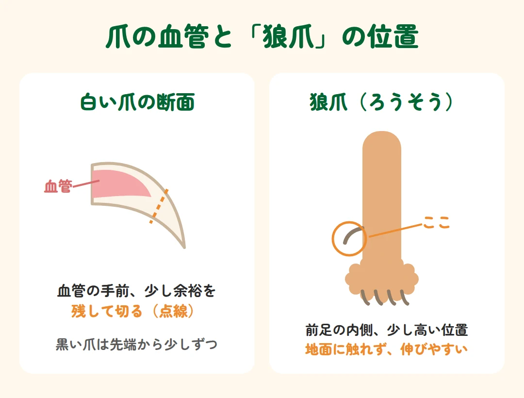 白い爪の断面では血管の手前で切る。狼爪は前足の内側の少し高い位置にある