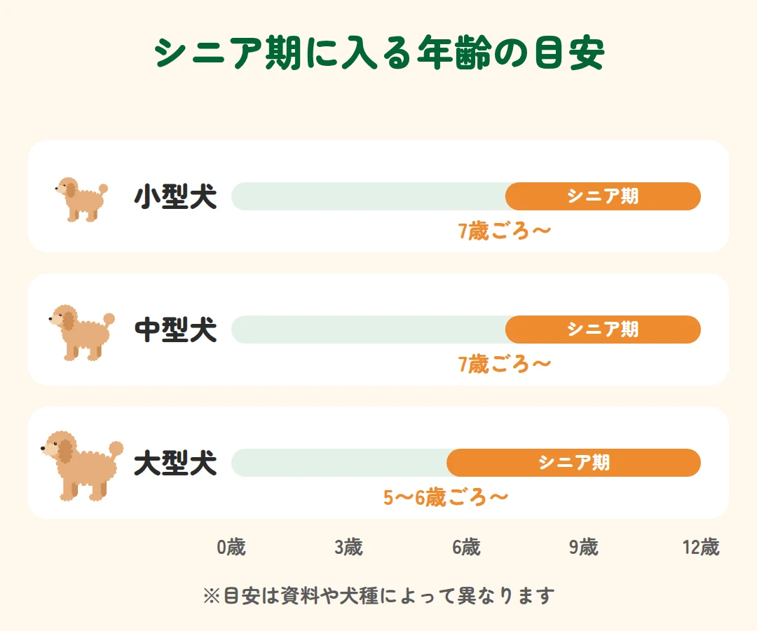 小型犬・中型犬は7歳ごろ、大型犬は5〜6歳ごろからシニア期に入るのが目安