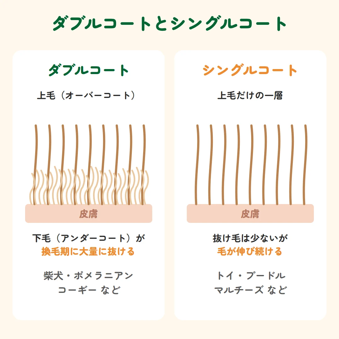 ダブルコートは上毛と下毛の二層構造で換毛期に下毛が大量に抜ける。シングルコートは上毛だけで毛が伸び続ける