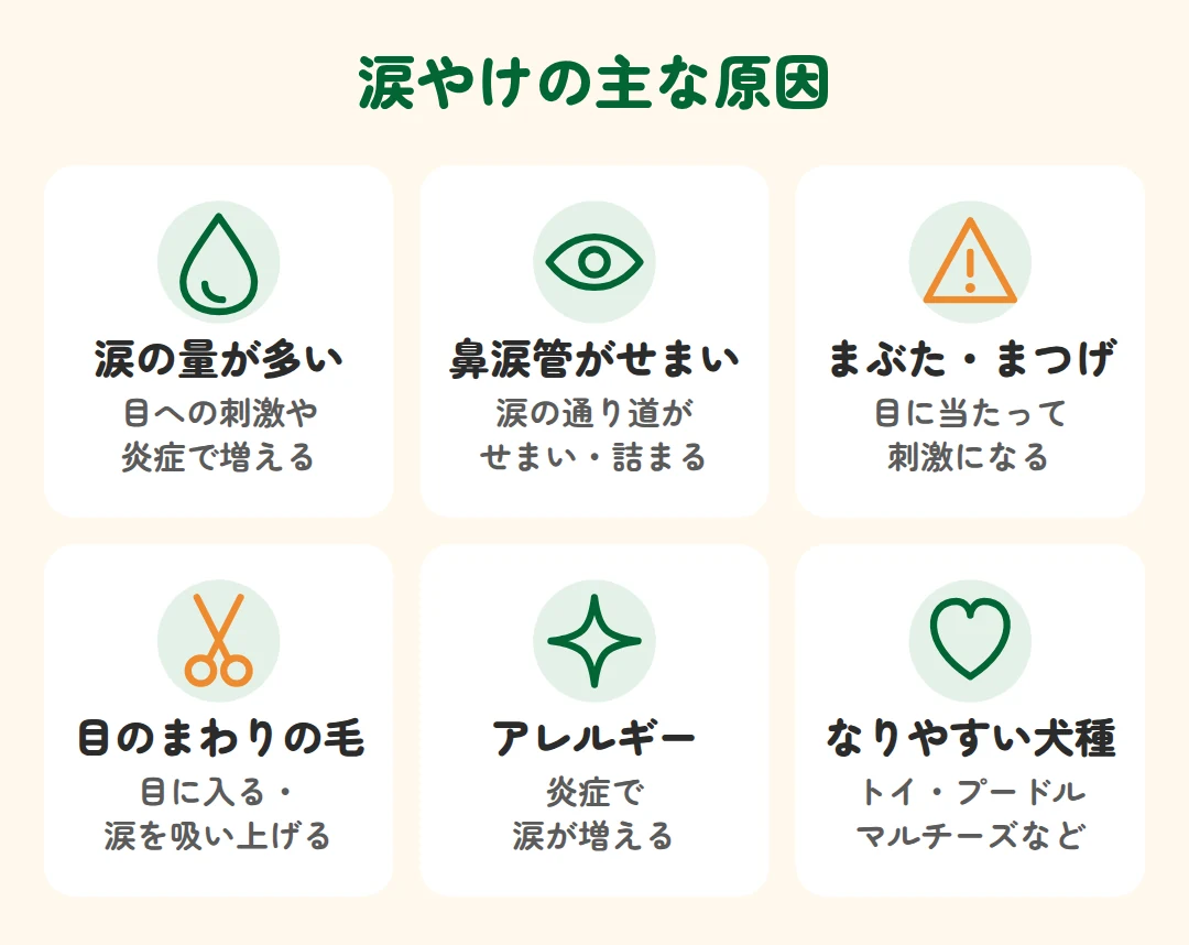 涙の量が多い、鼻涙管がせまい、まぶた・まつげ、目のまわりの毛、アレルギー。トイ・プードルやマルチーズに多い