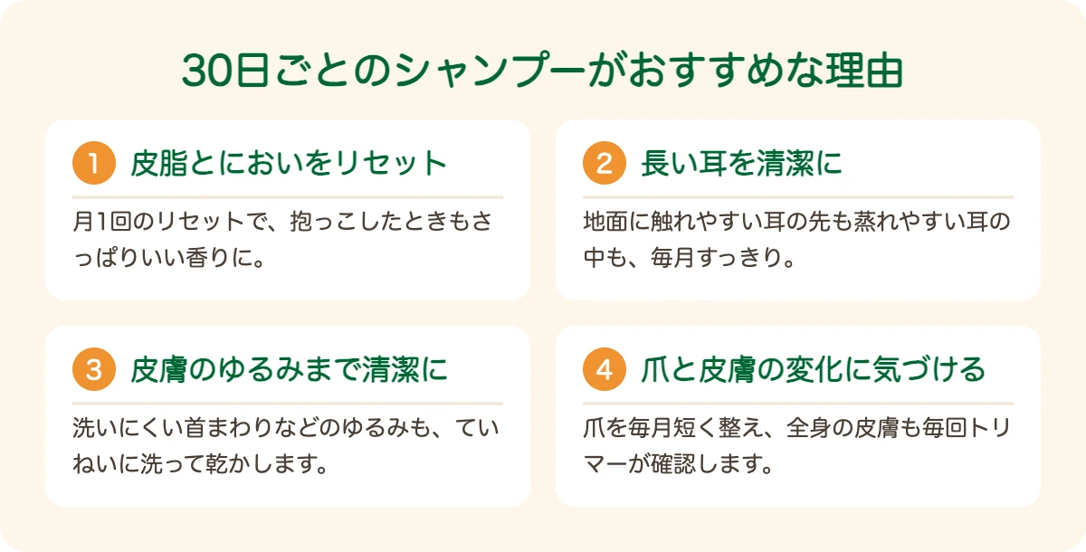 バセット・ハウンドのトリミングを30日ごとにおすすめする理由