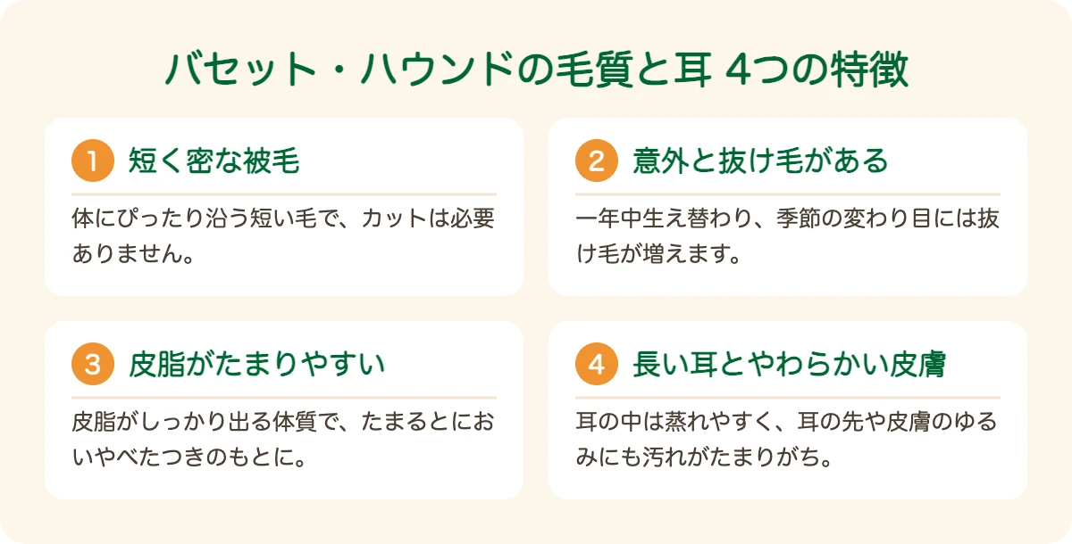 バセット・ハウンドの毛質と耳の4つの特徴