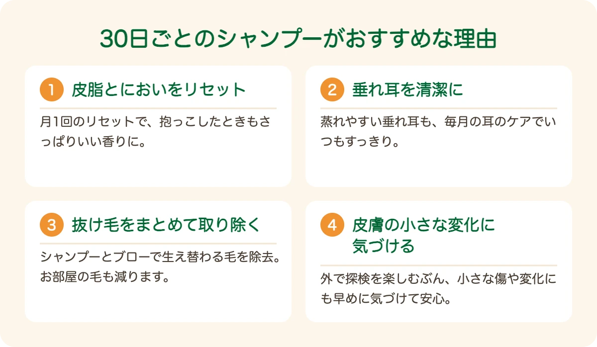 ビーグルのトリミングを30日ごとにおすすめする理由