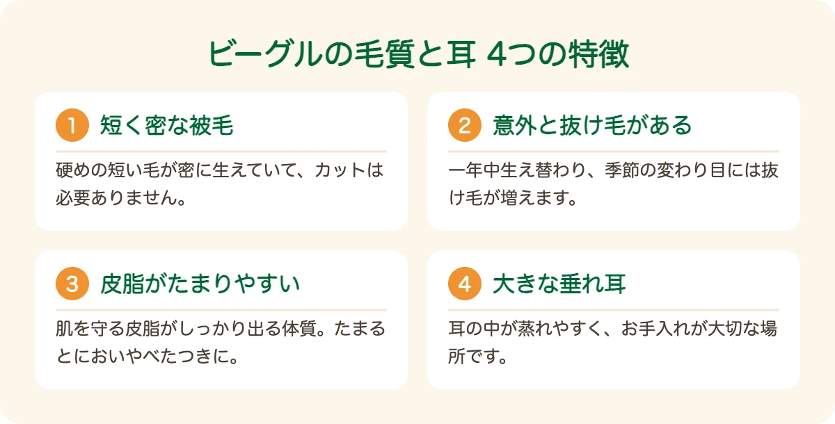 ビーグルの毛質と耳の4つの特徴