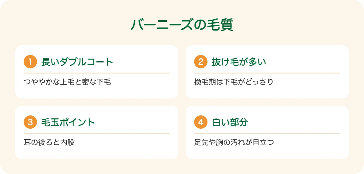 バーニーズの毛質
