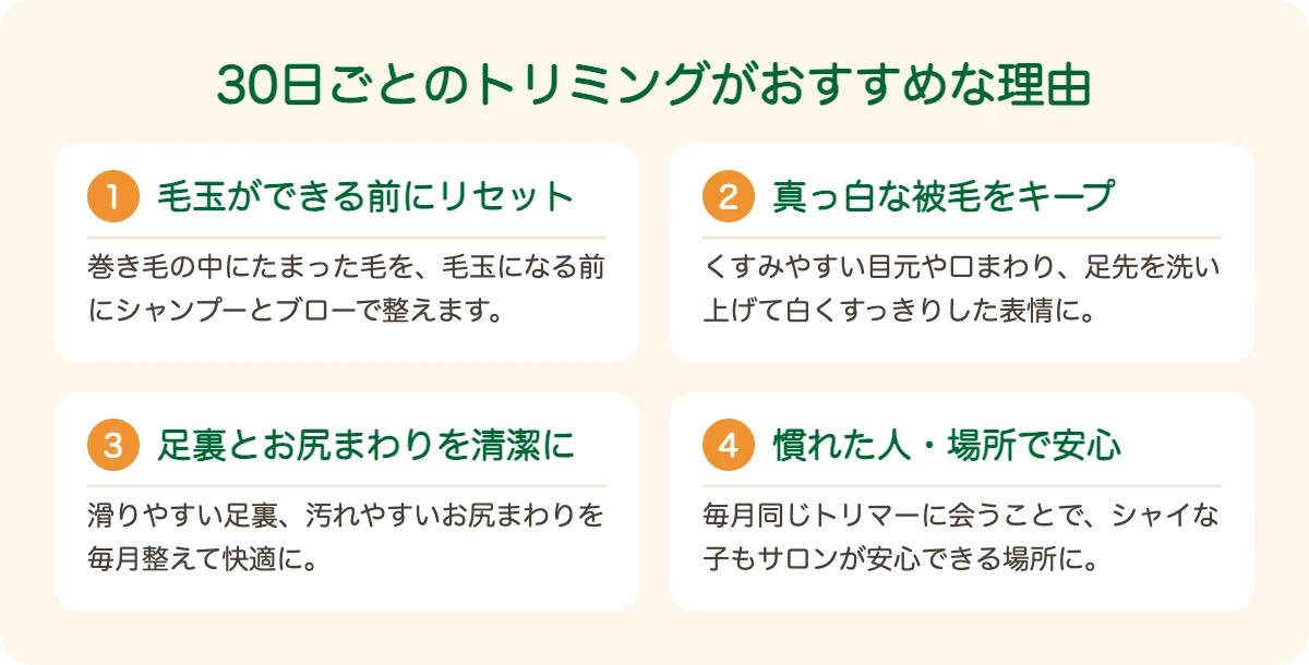 ボロニーズのトリミングを30日ごとにおすすめする理由