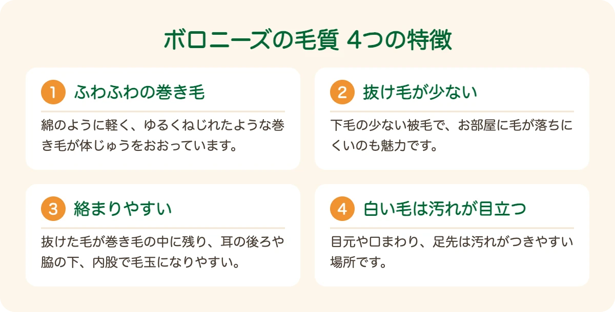 ボロニーズの毛質の4つの特徴