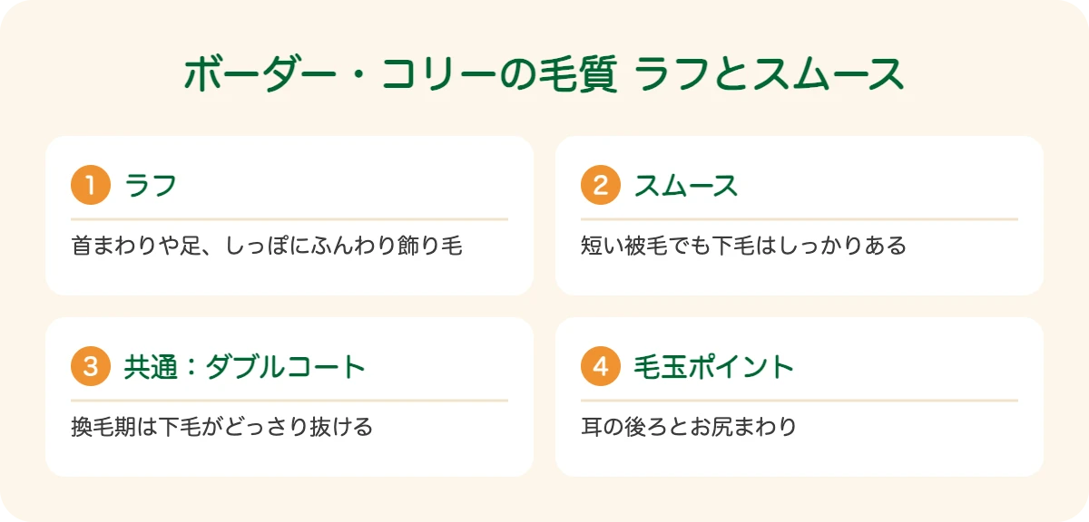 ボーダー・コリーの毛質 ラフとスムース