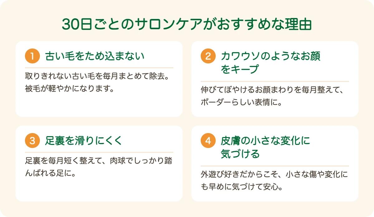 ボーダー・テリアのトリミングを30日ごとにおすすめする理由