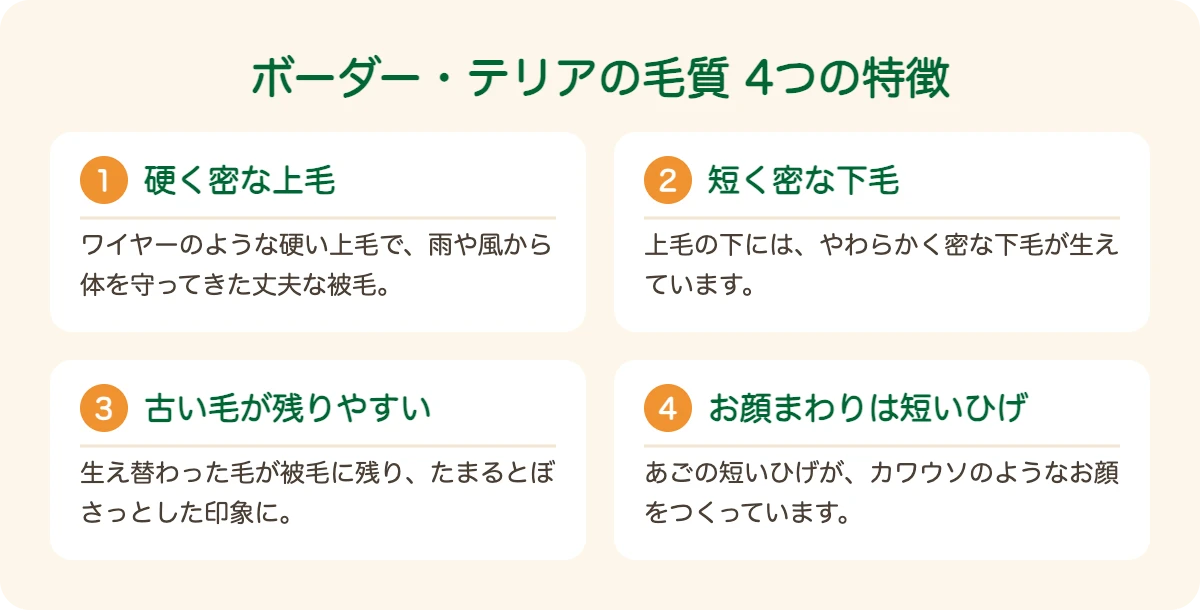 ボーダー・テリアの毛質の4つの特徴