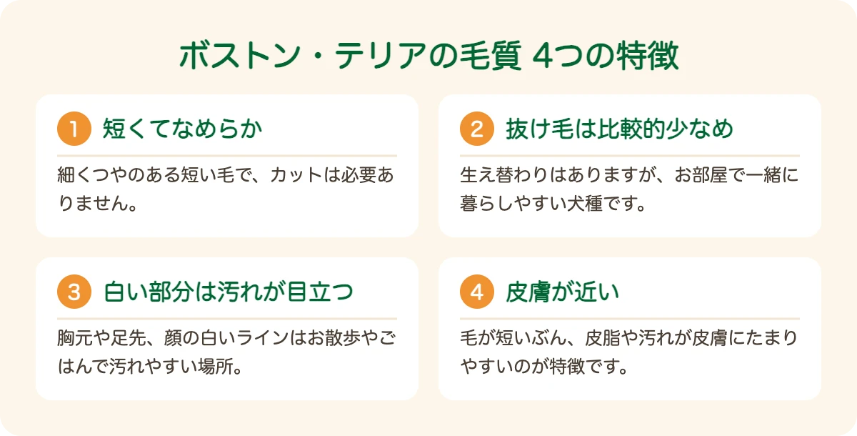 ボストン・テリアの毛質の4つの特徴