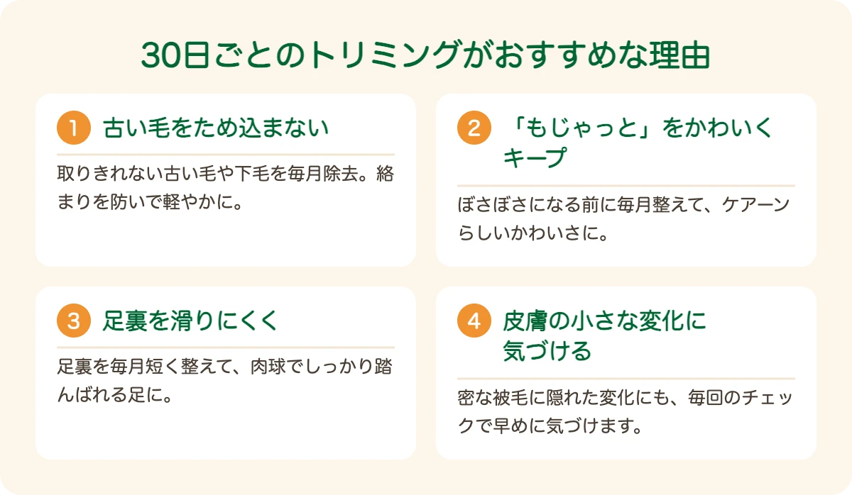 ケアーン・テリアのトリミングを30日ごとにおすすめする理由