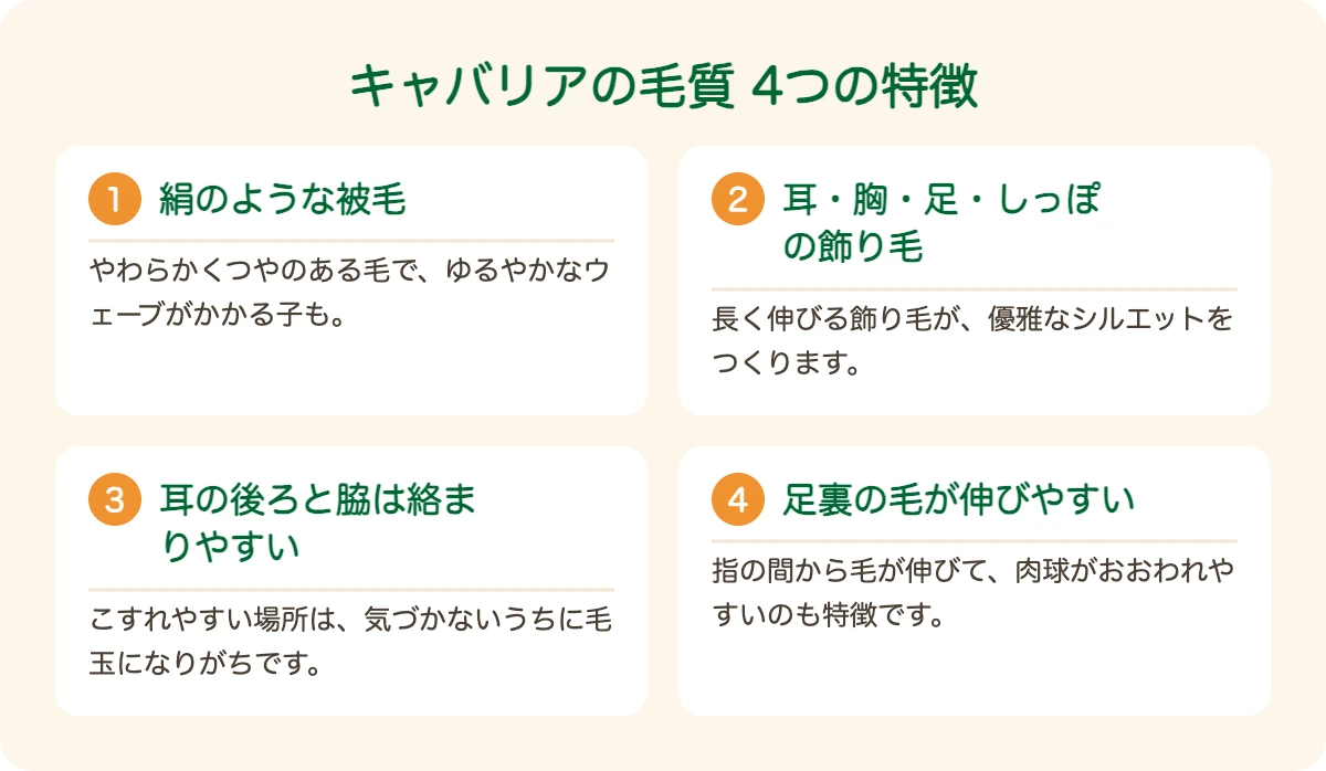 キャバリアの毛質の4つの特徴