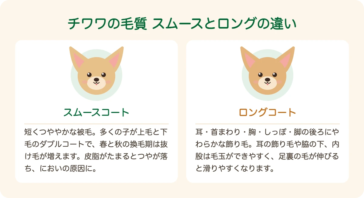 スムースコートとロングコートのチワワの毛質の違い