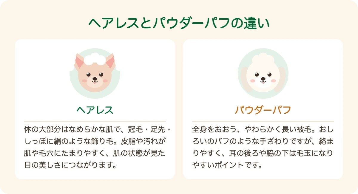 チャイニーズ・クレステッド・ドッグのヘアレスとパウダーパフの毛質と肌の違い