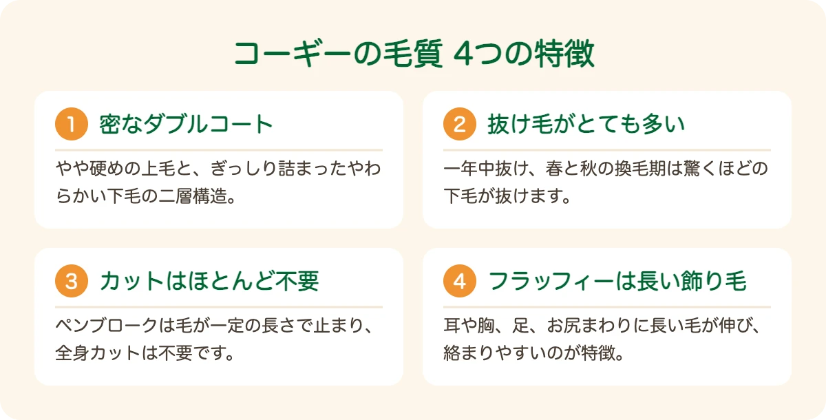 ウェルシュ・コーギーの毛質の4つの特徴