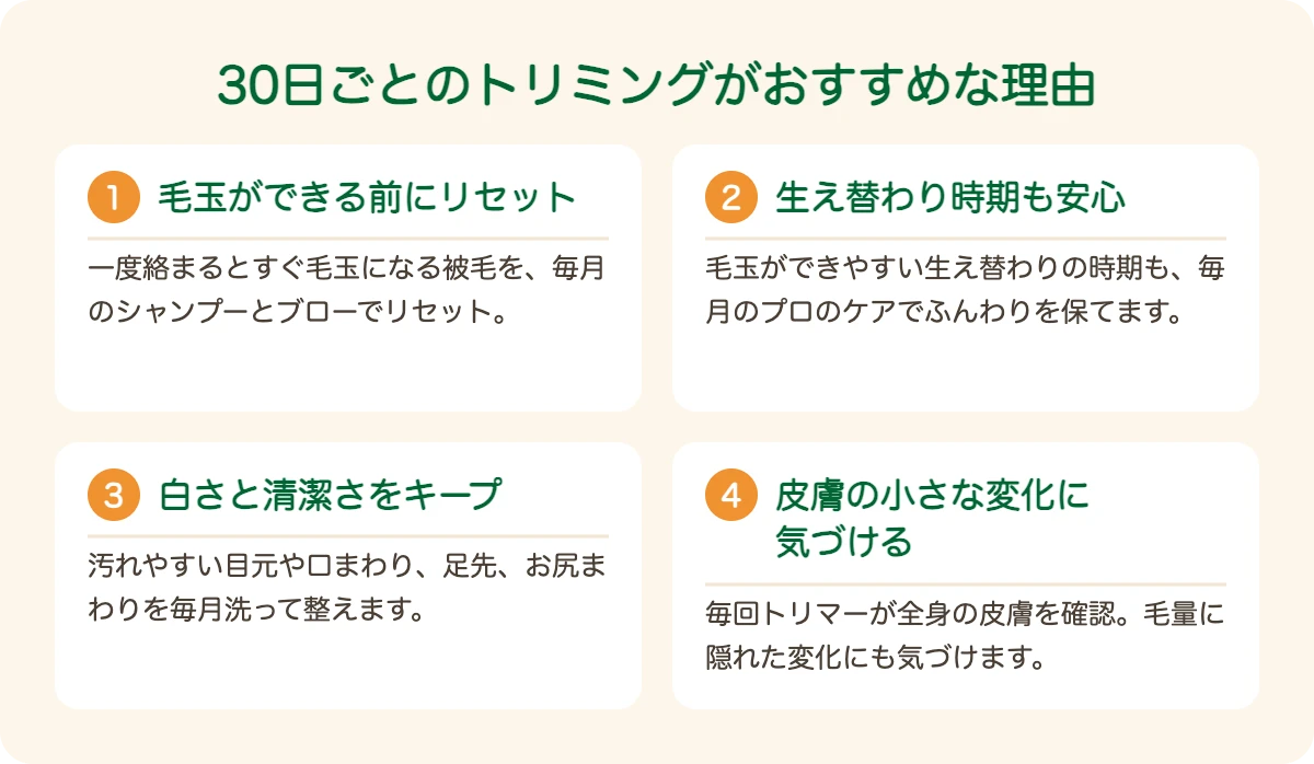 コトン・ド・テュレアールのトリミングを30日ごとにおすすめする理由