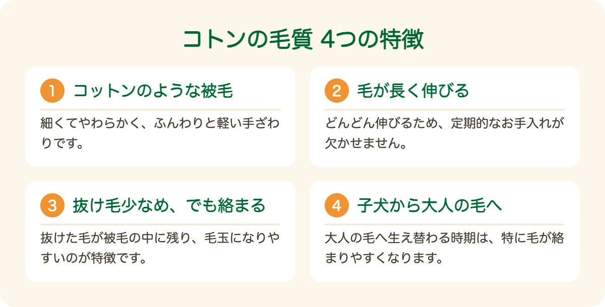 コトン・ド・テュレアールの毛質の4つの特徴