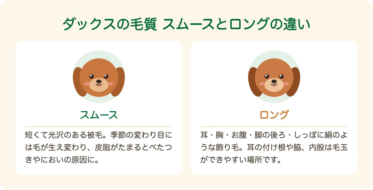 スムースとロングのミニチュア・ダックスフンドの毛質の違い
