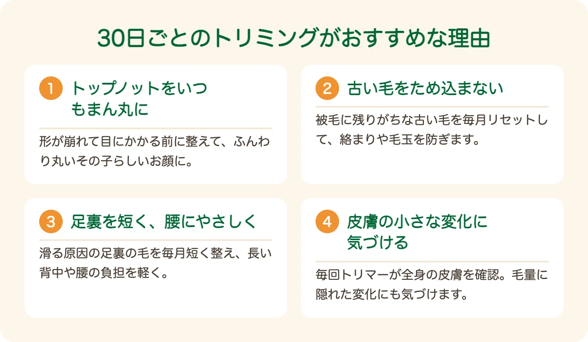 ダンディ・ディンモント・テリアのトリミングを30日ごとにおすすめする理由