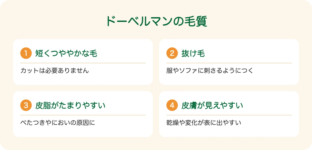 ドーベルマンの毛質