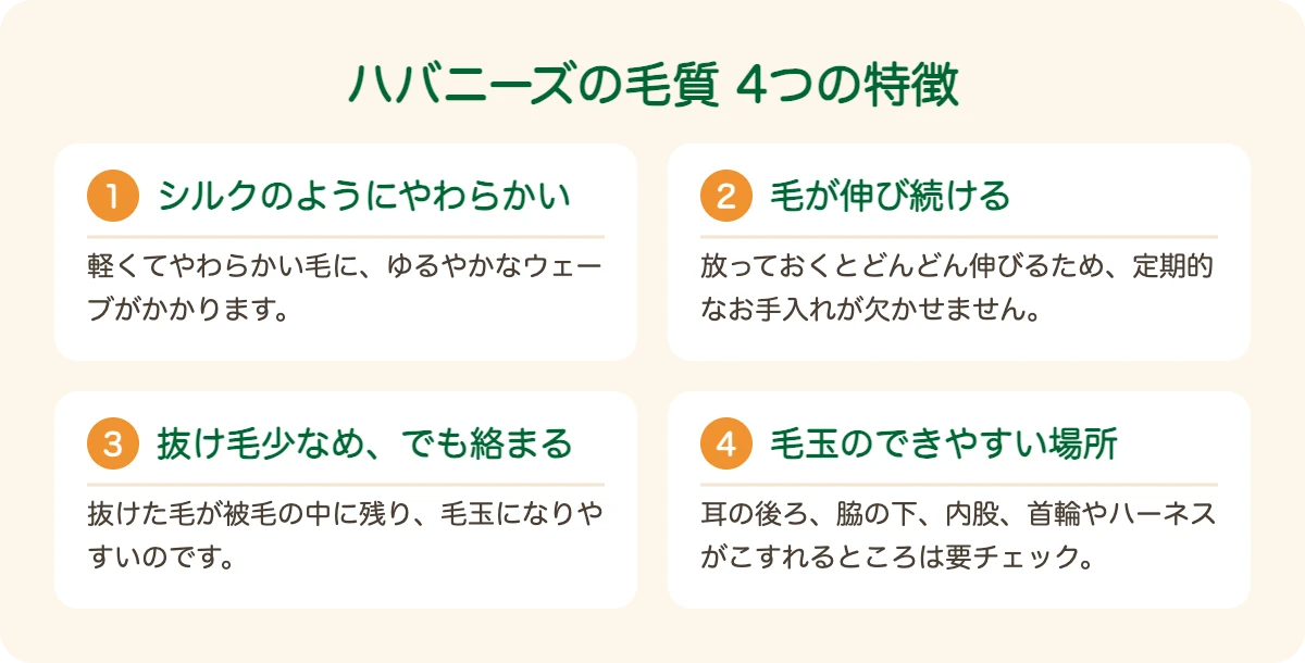 ハバニーズの毛質の4つの特徴