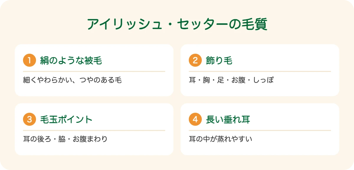 アイリッシュ・セッターの毛質