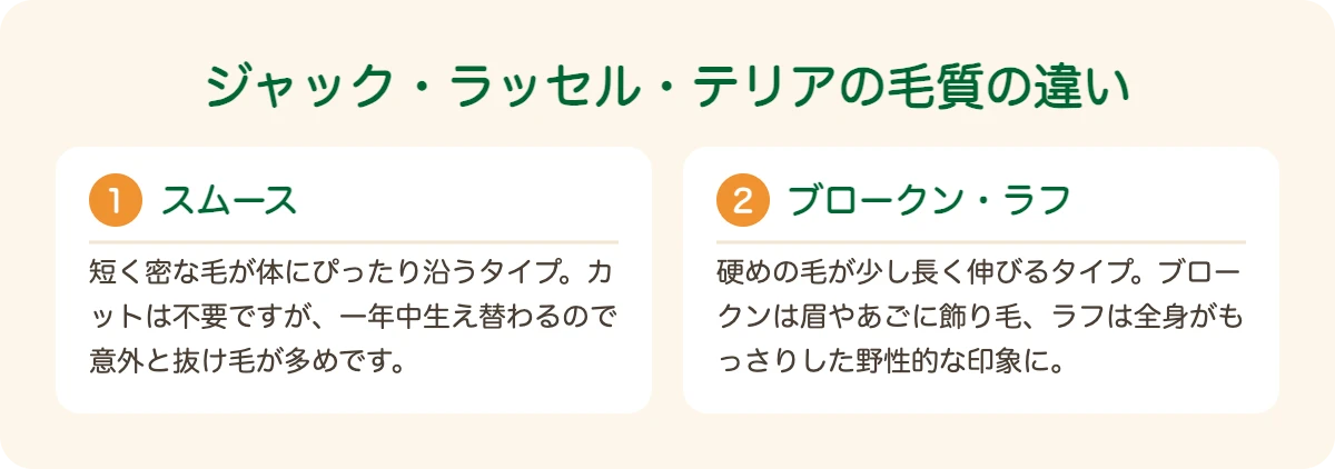 ジャック・ラッセル・テリアのスムース・ブロークン・ラフの毛質の違い