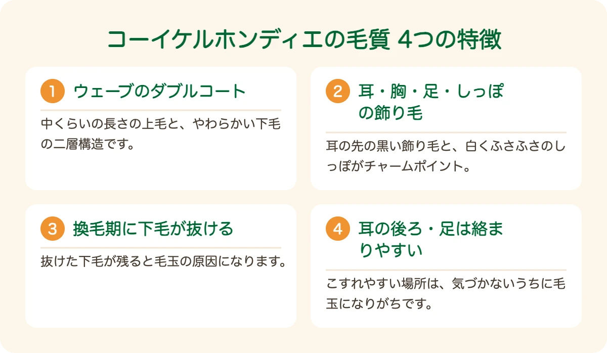 コーイケルホンディエの毛質の4つの特徴