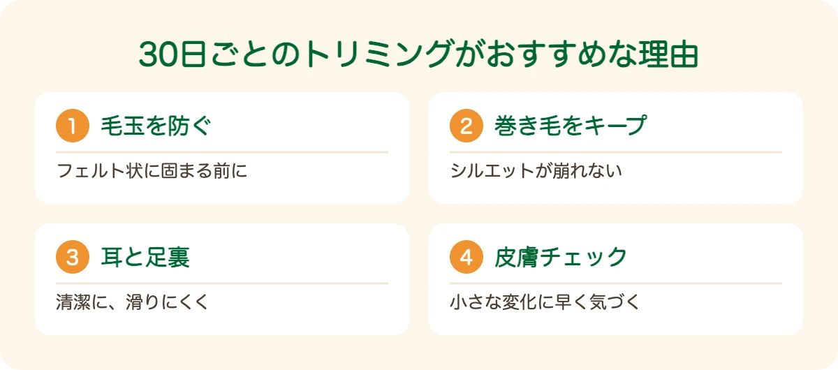 ラゴット・ロマニョーロのトリミングを30日ごとにおすすめする理由