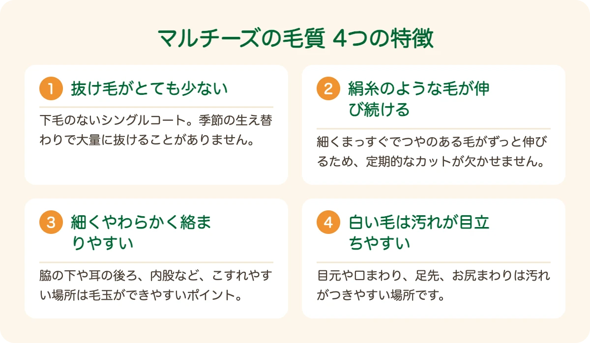 マルチーズの毛質の4つの特徴