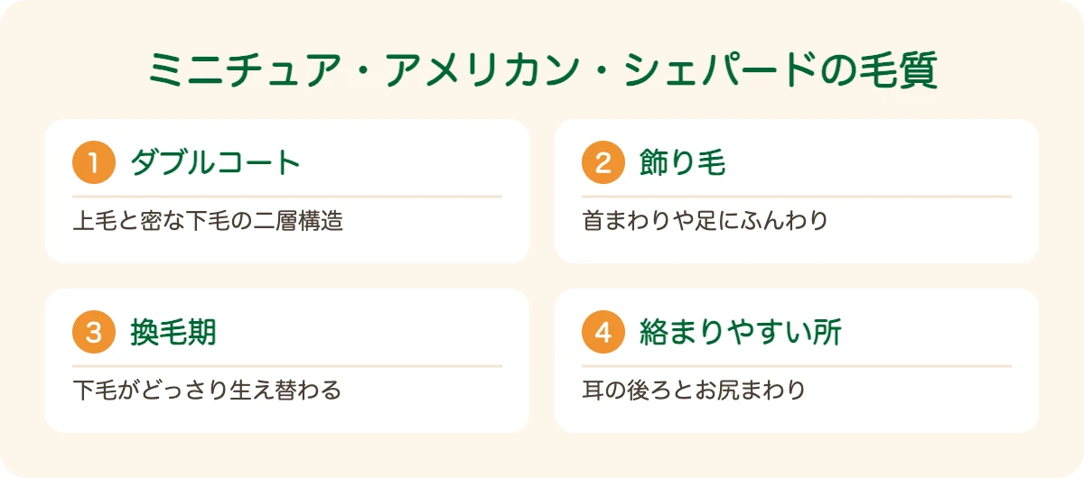 ミニチュアアメリカンシェパードの図解