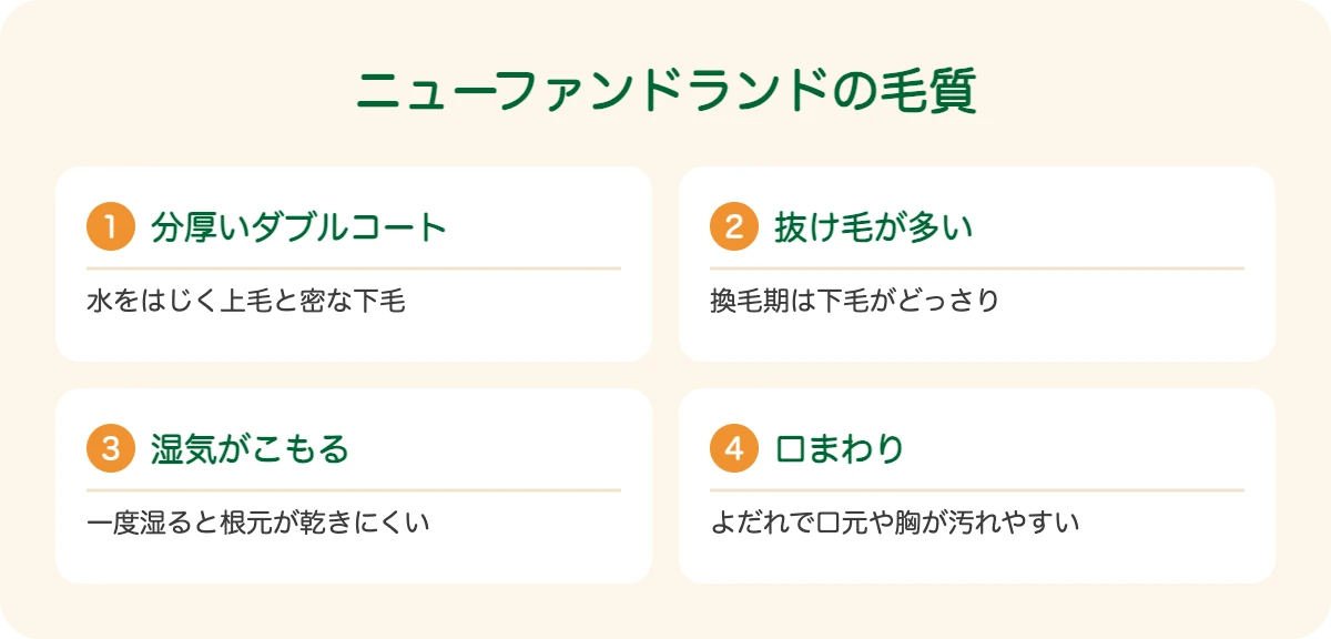 ニューファンドランドの毛質