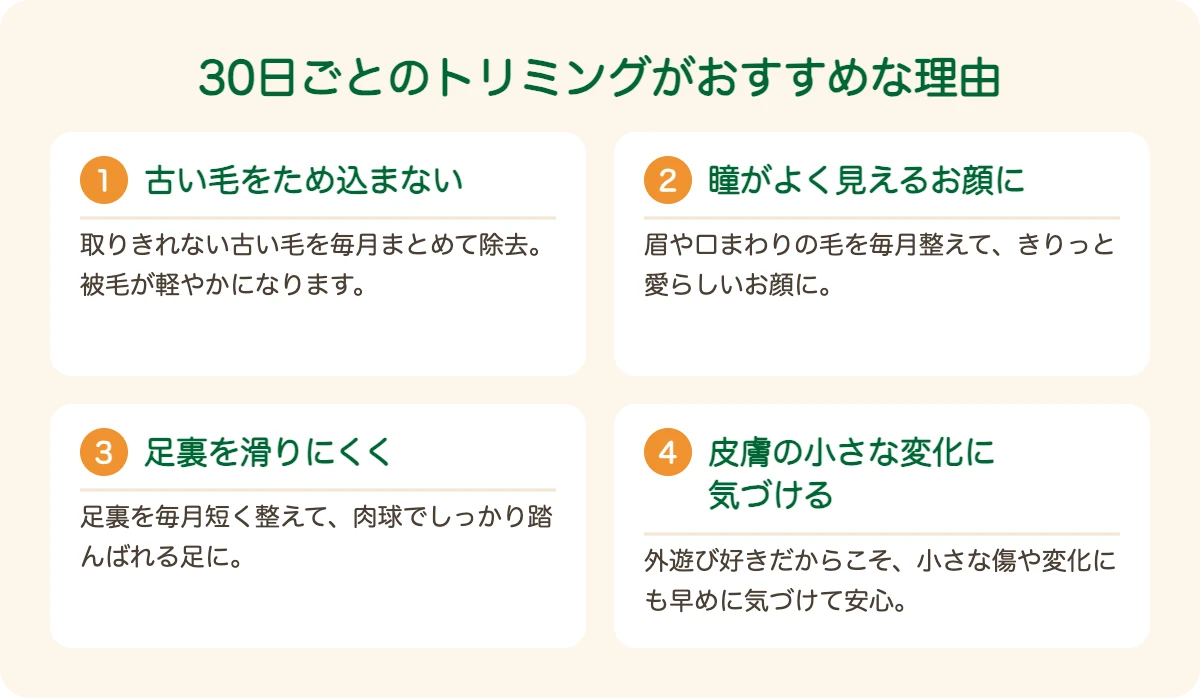 ノーフォーク・テリアのトリミングを30日ごとにおすすめする理由