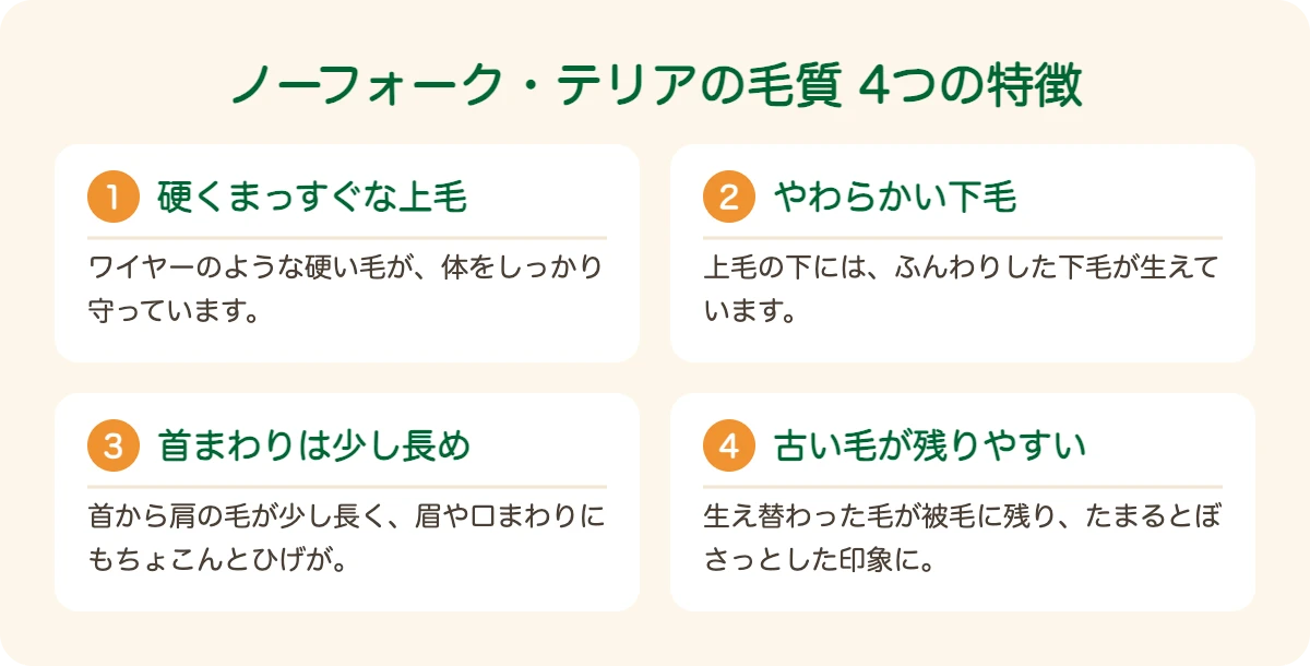 ノーフォーク・テリアの毛質の4つの特徴