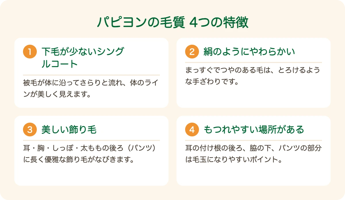パピヨンの毛質の4つの特徴