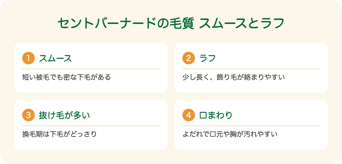 セントバーナードの毛質 スムースとラフ