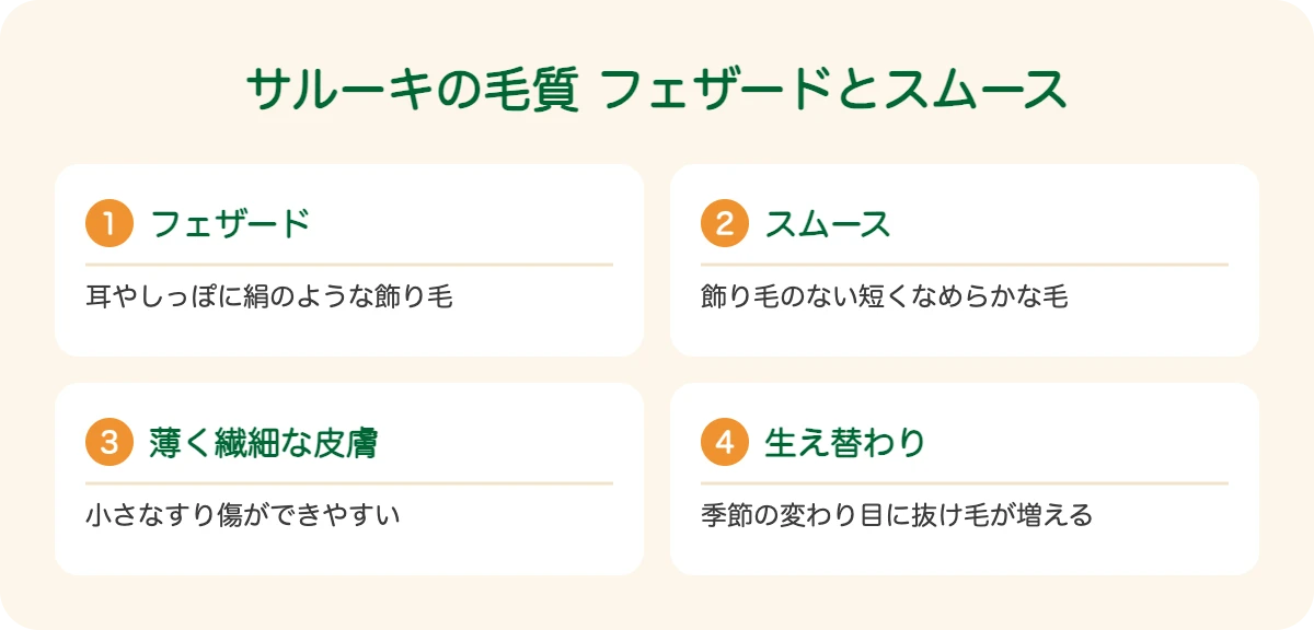 サルーキの毛質 フェザードとスムース