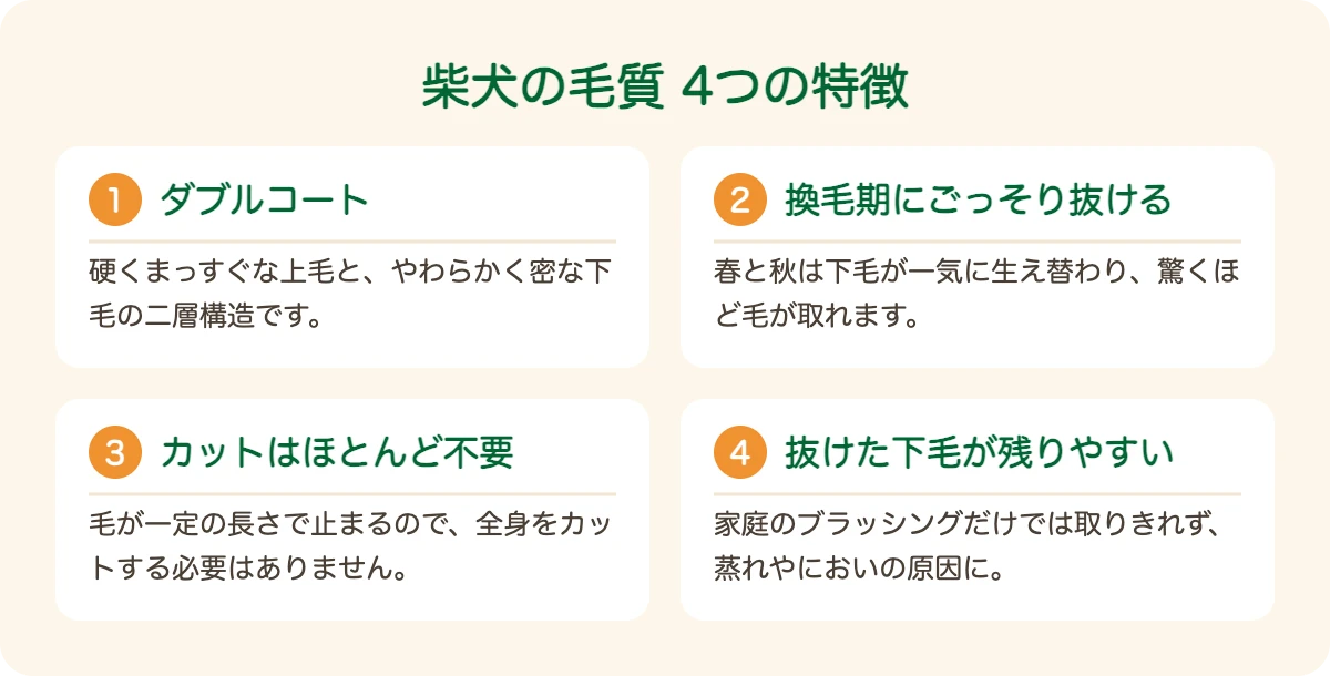 柴犬の毛質の4つの特徴