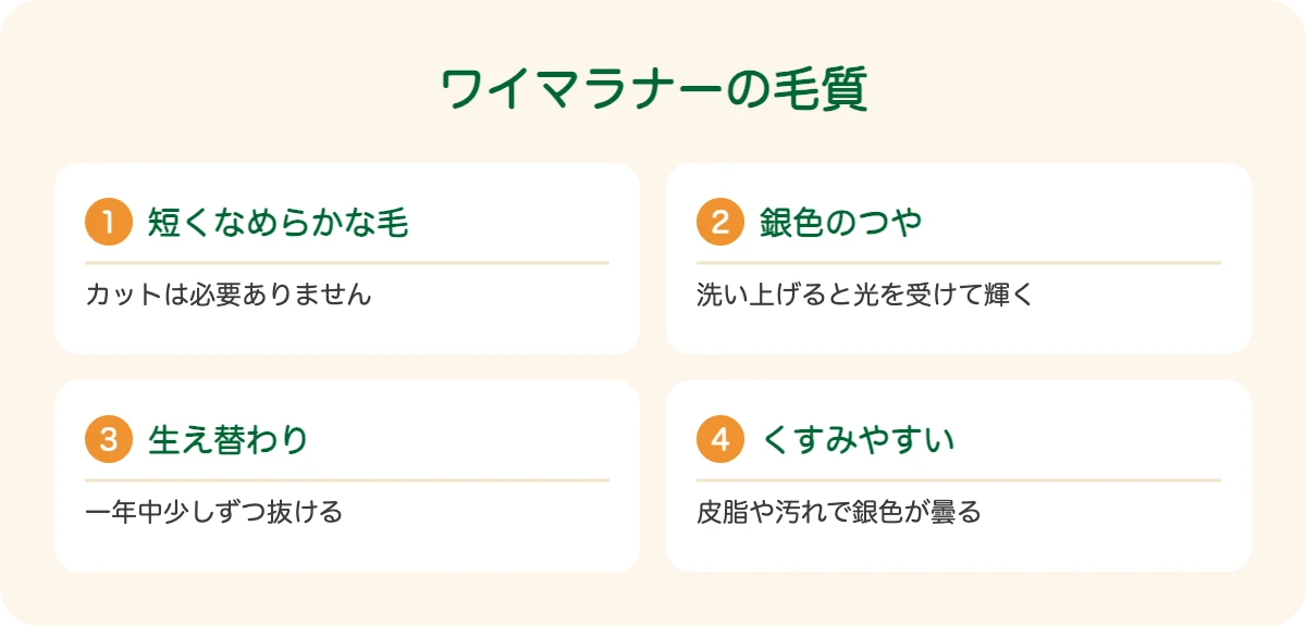 ワイマラナーの毛質