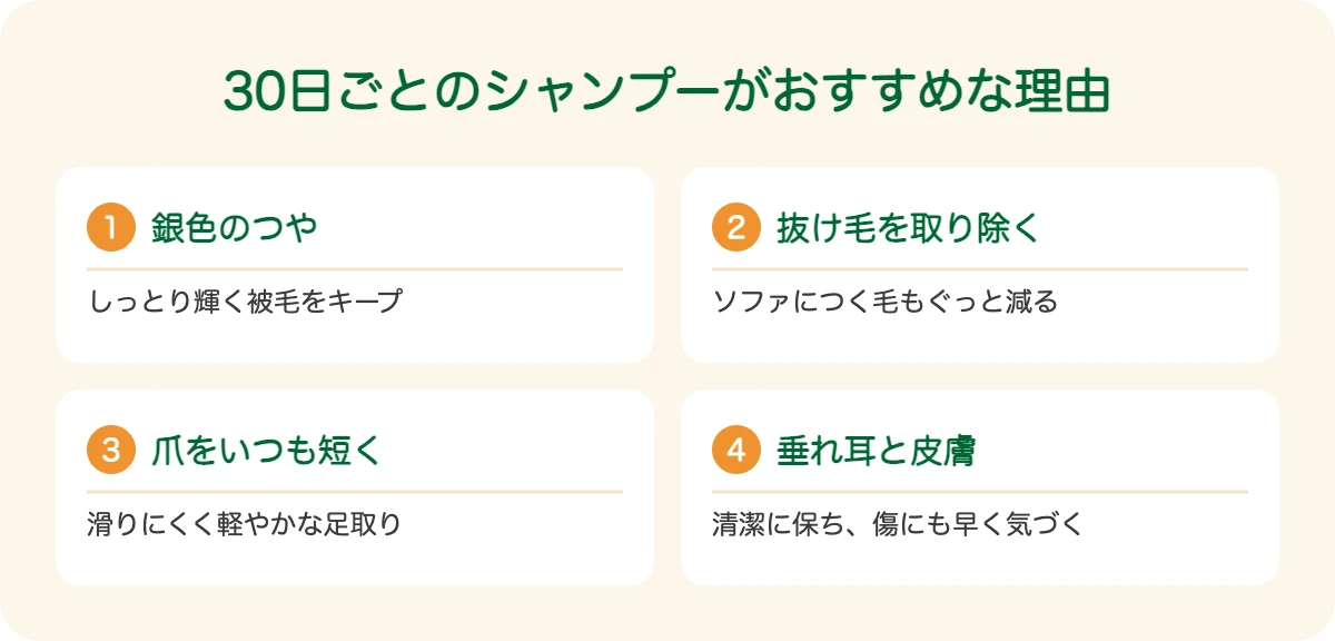 ワイマラナーの30日ごとのシャンプーがおすすめな理由