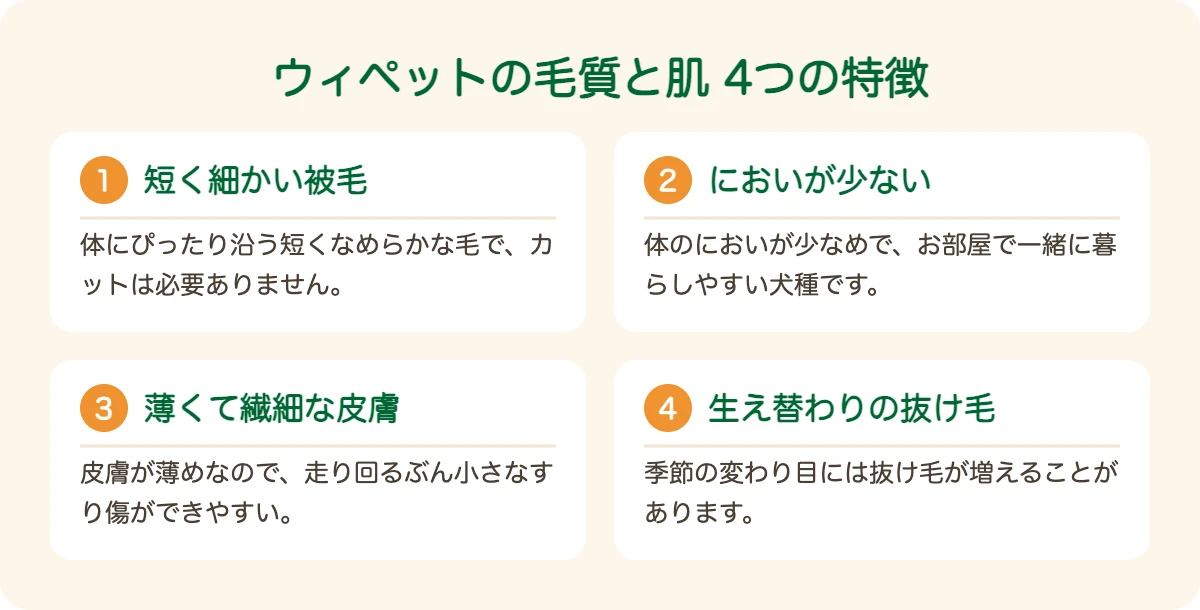 ウィペットの毛質と肌の4つの特徴