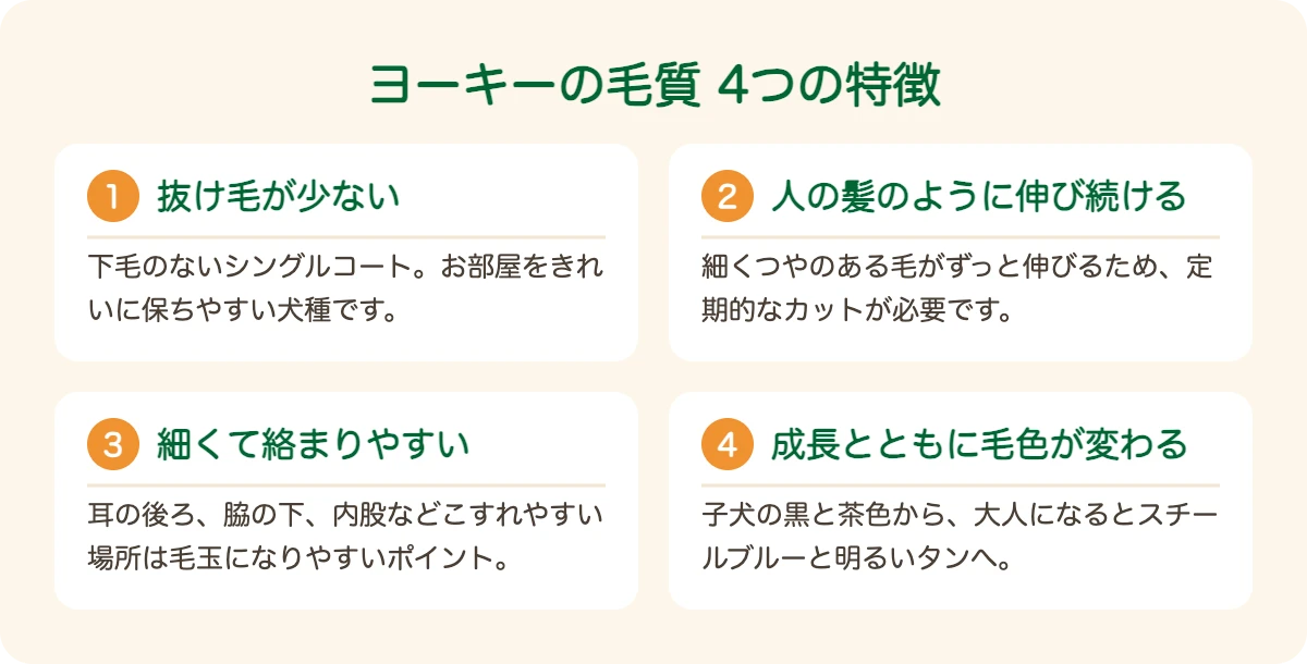 ヨークシャー・テリアの毛質の4つの特徴